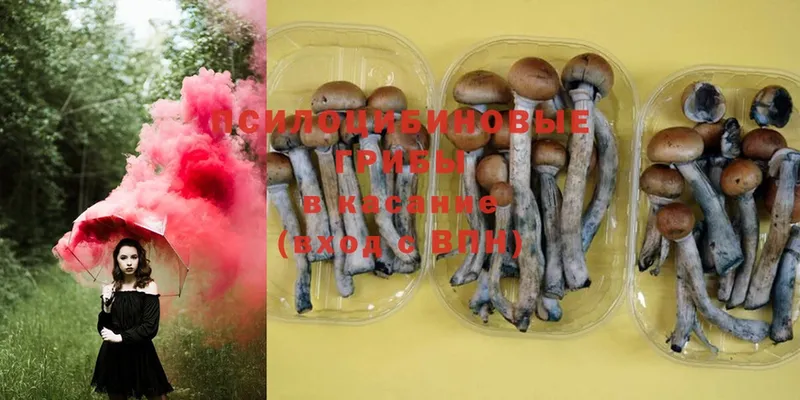 Галлюциногенные грибы Magic Shrooms  Нефтекумск 